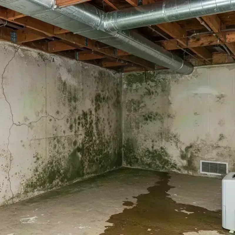 Professional Mold Removal in Wood County, WV